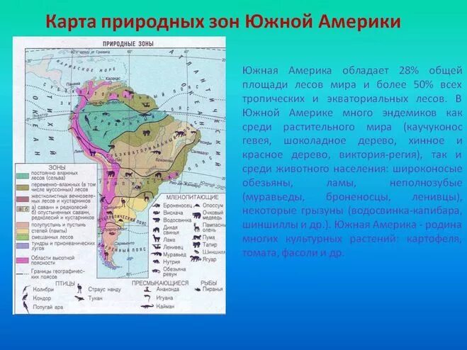 Основные особенности природных зон бразилии кратко. Карта природных зон Южной Америки. Карта природных зон Южной Америки 7 класс география. Природные зоны Южной Америки таблица местоположение. Экваториальный пояс Южной Америки природная зона.