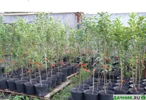 Саженцы деревьев яблони
