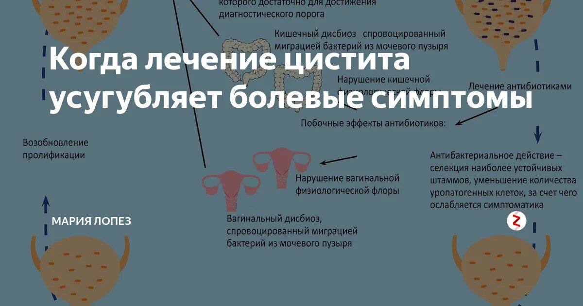 Цистит после еды. Лечится ли цистит. Цистит у женщин симптомы. Причины обострения цистита у женщин. Цистит вызывается бактериями.