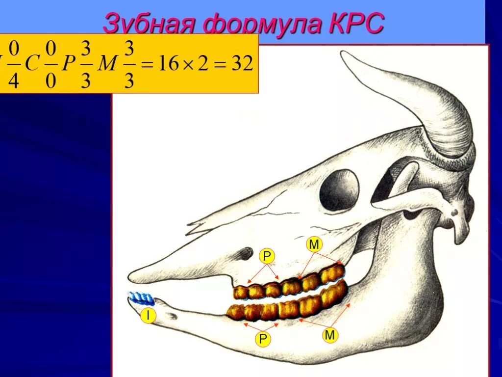 Зубная формула крупного рогатого скота. Зубная формула жвачных животных. Зубная формула КРС схема.
