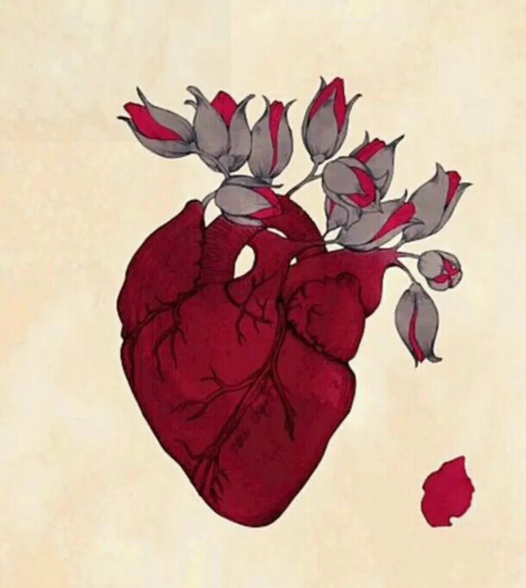 Сердце арт. Анатомическое сердце с цветами. Сердце иллюстрация. Сердечко картинка эстетика