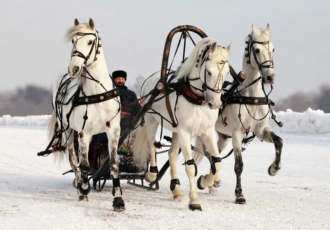 Романсах ямщики. Тройка рысаков. Тройка запряженных лошадей. Конная упряжка тройка. Русская тройка лошадей.