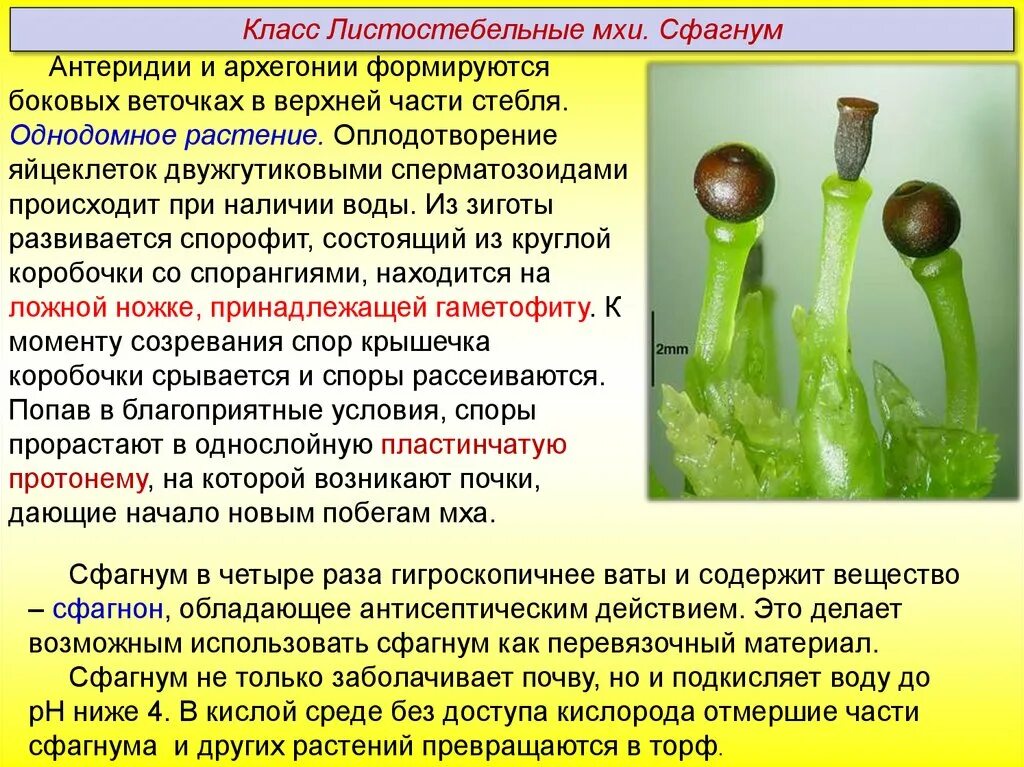 Споры у мхов созревают в особых органах. Архегонии и антеридии. Антеридии моховидных. Антеридии мха. Антеридии и архегонии мха.