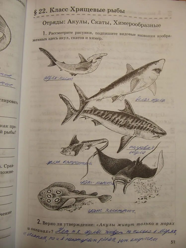 Русский язык 7 класс рыб. Рабочая тетрадь 7 класс биология латюшин класс рыб. Класс хрящевые рыбы акулы скаты Химерообразные. Хрящевые рыбы названия рыб. Подпишите названия рыб.