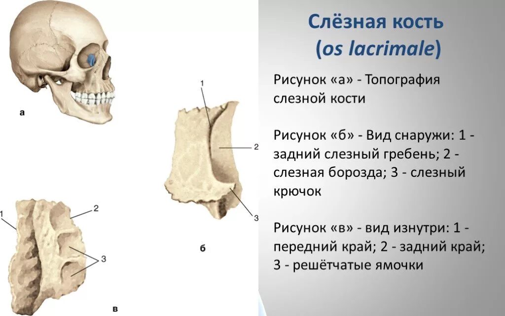 Носовая кость лицевого черепа. Строение слезной кости черепа. Носовая кость слезная кость строение. Слезная кость черепа анатомия. Слезная кость, os lacrimale строение.