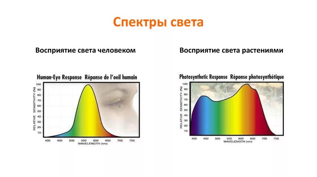 Нулевой спектр. Световой спектр. Спектры света. Спектр света для растений. Спектр солнечного света.