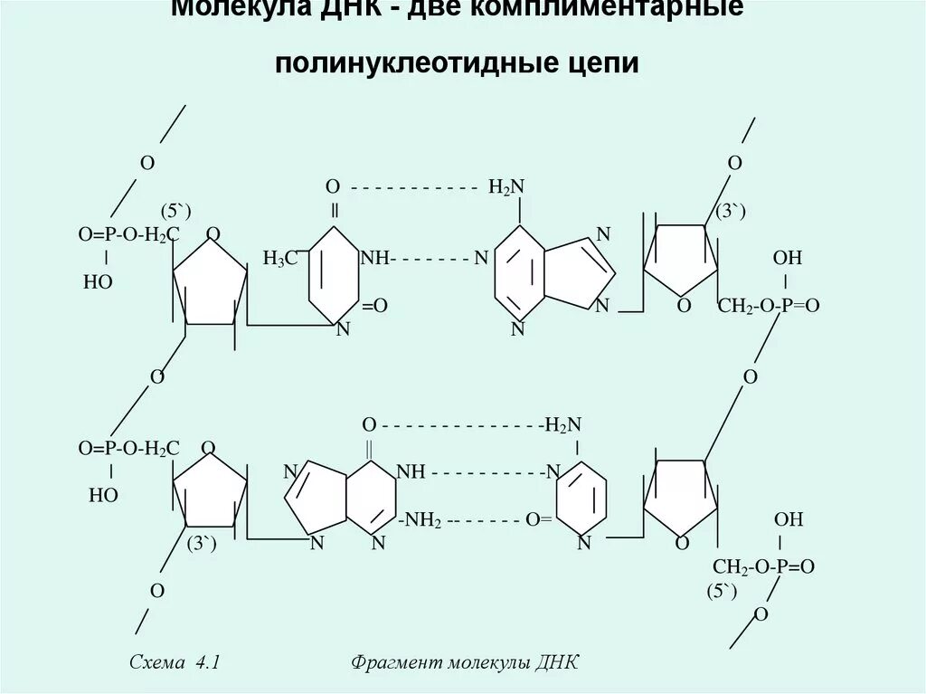 Комплиментарные днк. Строение полинуклеотидной цепи РНК. Строение полинуклеотидной Цепочки ДНК. Цепочка ДНК структура. Структура второй Цепочки ДНК.