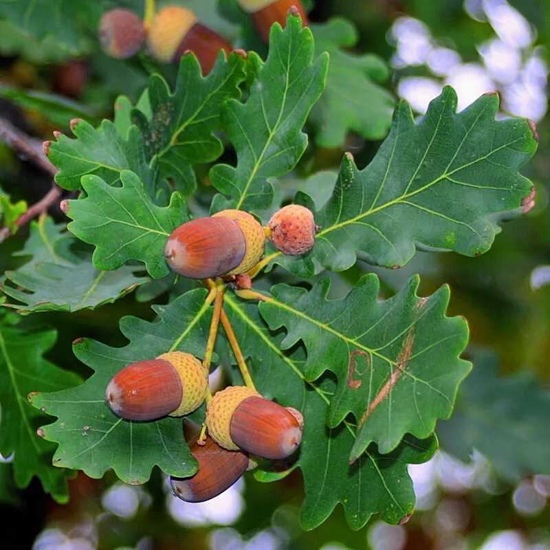 Дуб черешчатый (Quercus Robur). Дуб черешчатый (Quercus Robur l.). 3. Quercus Robur- дуб черешчатый. Quercus Robur Желудь. Красно черешчатый дуб