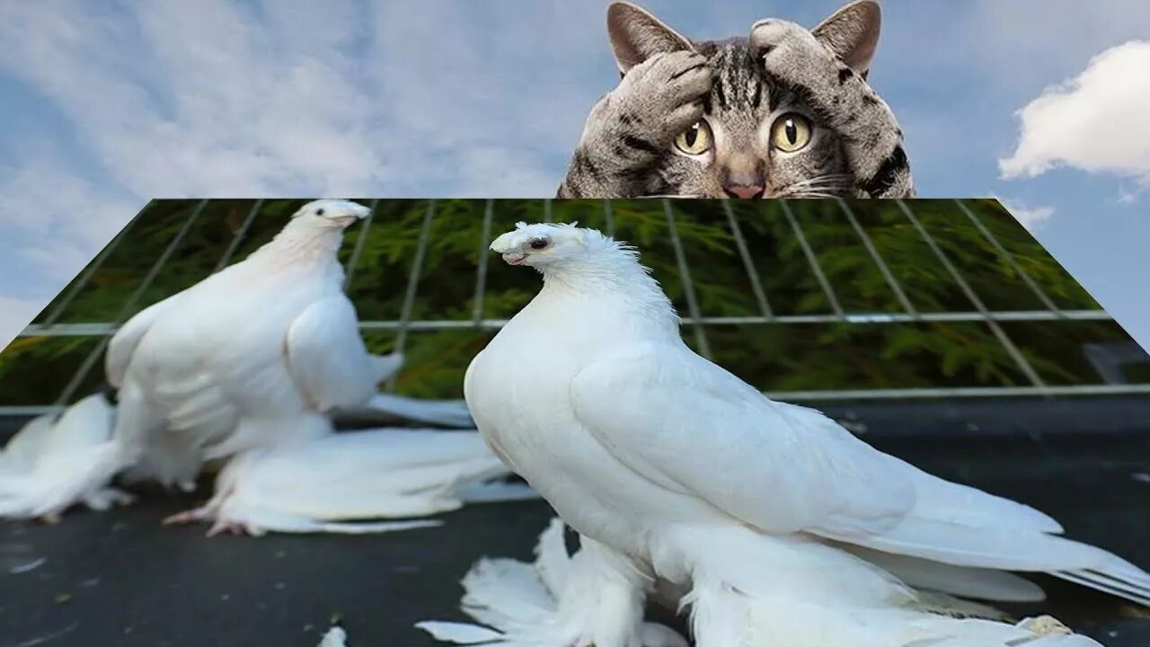 Гонял по крышам голубей слушать. Голуби Анатолийская Чайка. Кот и голубь. Голуби на крыше. Голуби воркуют.