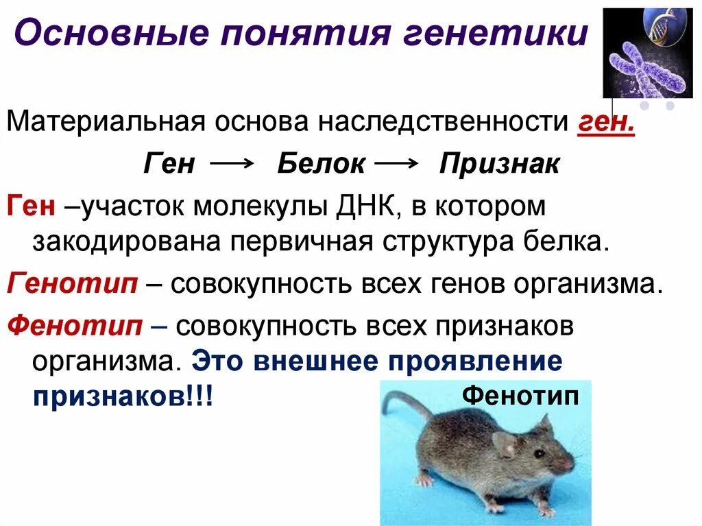Термин генетика впервые был использован в. Основные понятия генетики. понятия по генетике. основные термины генетики. основные генетические понятия.
