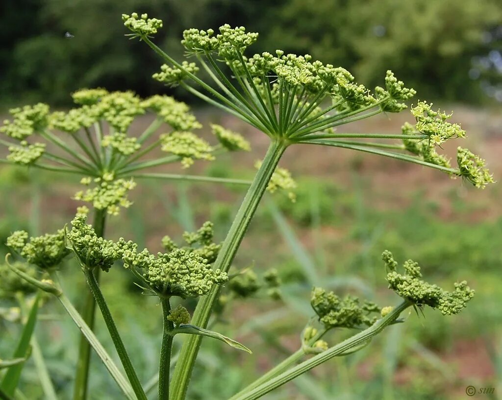 Сибирская пучка. Борщевик Сибирский. Heracleum — борщевик. Борщевик ядовитое растение. Борщевик Сибирский - (Heracleum sibiricum.