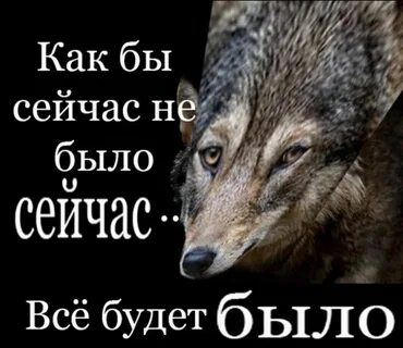 Не перебивай волка