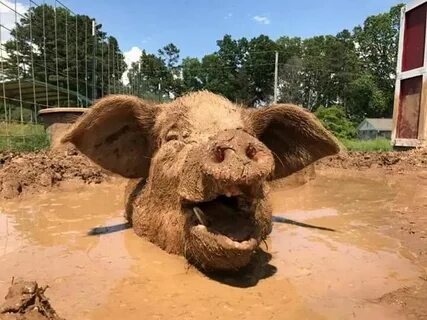 Muddy pig