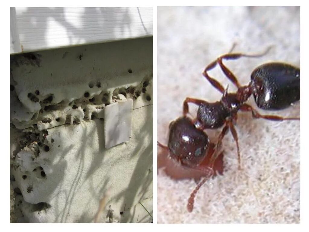 Почему появляются муравьи. Муравьи в доме. Гнездо фараоновых муравьев. Пищевые муравьи в квартире.