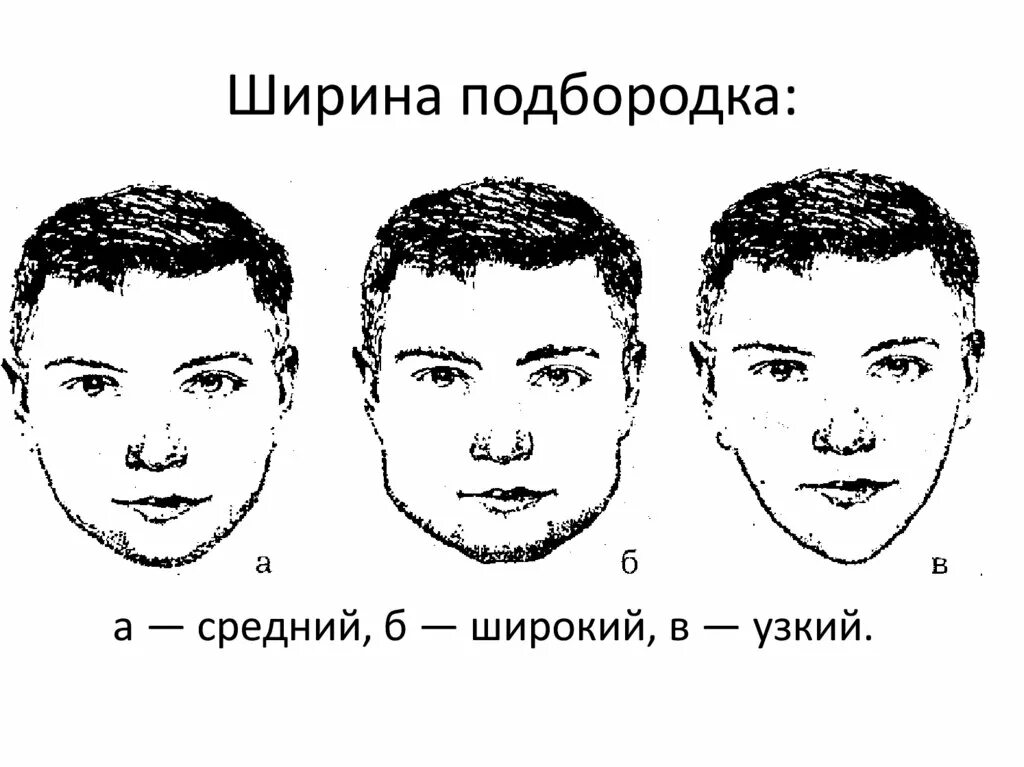 Мужчин характер подбородок. Подбородок криминалистика габитоскопия. Размер рта криминалистика. Форма подбородка габитоскопия. Типы подбородков.