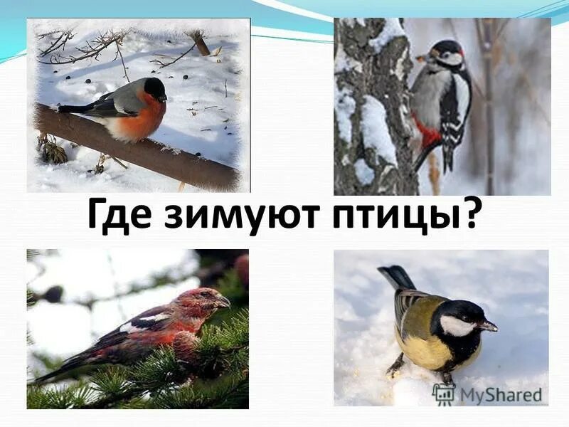 Доклад где зимуют птицы. Муравейник. Рассказ о сове. Презентация на тему птицы для дошкольников. Берлога медведя.