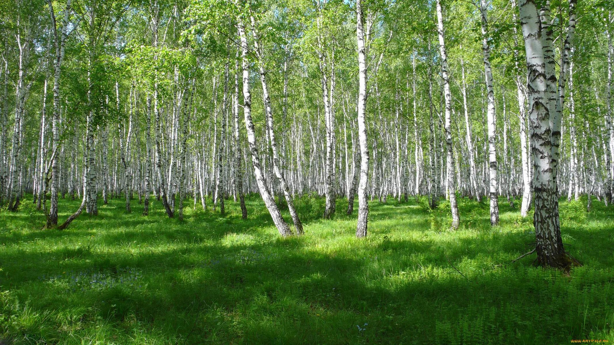 Береза живая природа. Березовая роща Якутии. Кузбасс Березовая роща. Загорянка Березовая роща.