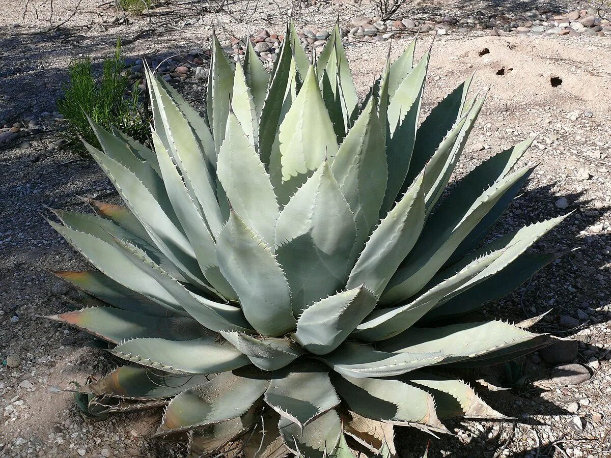 Агава особенности растения. Агава Парри. Агава Парри Agave parryi. Agave shawii. Агавы кишоканы.