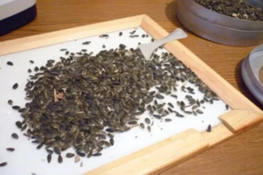 Сорная примесь в семечках подсолнечника. Оценка качества зерна и семян. Сорная примесь в семечках подсолнечника. Контроль качества подсолнечника. Семечко разбор.