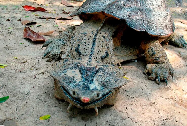 Мата мата фо. Бахромчатая черепаха. Chelus fimbriatus. Бахромчатая черепаха матамата. Мата мата фо.
