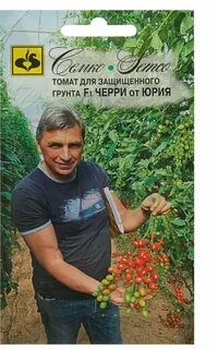 Томат от юрия отзывы