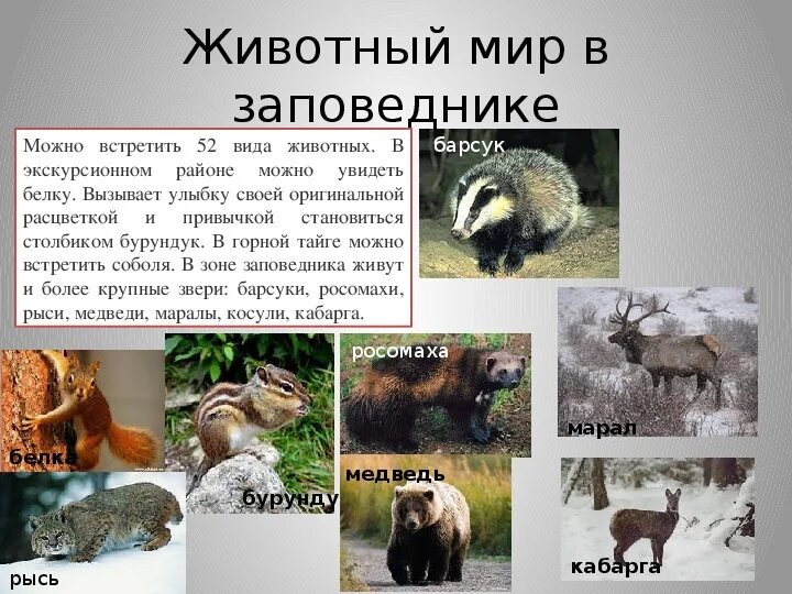 Обитатели заповедника столбы красноярск. Кто живет в красноярском крае. Обыкновенная лисица. Народы живущие в красноярском крае. Звери из красной книги красноярского края.