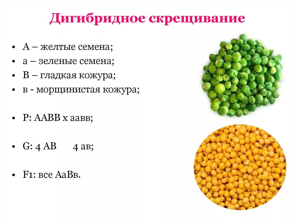 Дигибридное скрещивание 1:1:1:1. Дигибридное скрещивание гороха биология. Ди гибритное скрещивание. Триибридные скрещивание. Дигетерозиготный горох с желтыми гладкими семенами