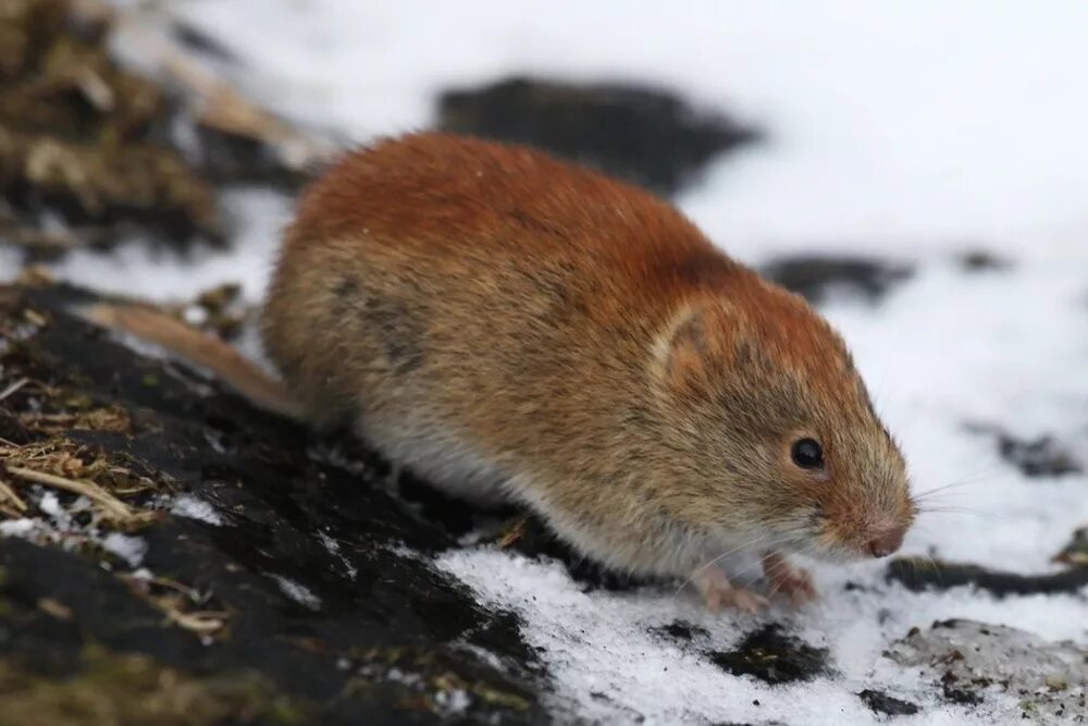 Полевые мыши зимой. Красная полевка. Красная полевка (Myodes rutilus Pallas, 1779). Сибирская красная полевка. Красные полевки на Командорском заповеднике.