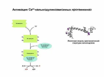 Активированная протеинкиназа