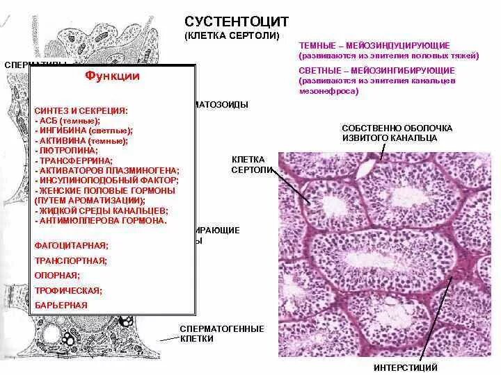 Функции клетки гистология. Строение клеток сертоли гистология. сустентоциты гистология препарат. клетки сертоли в семенниках. клетки сертоли морфология.