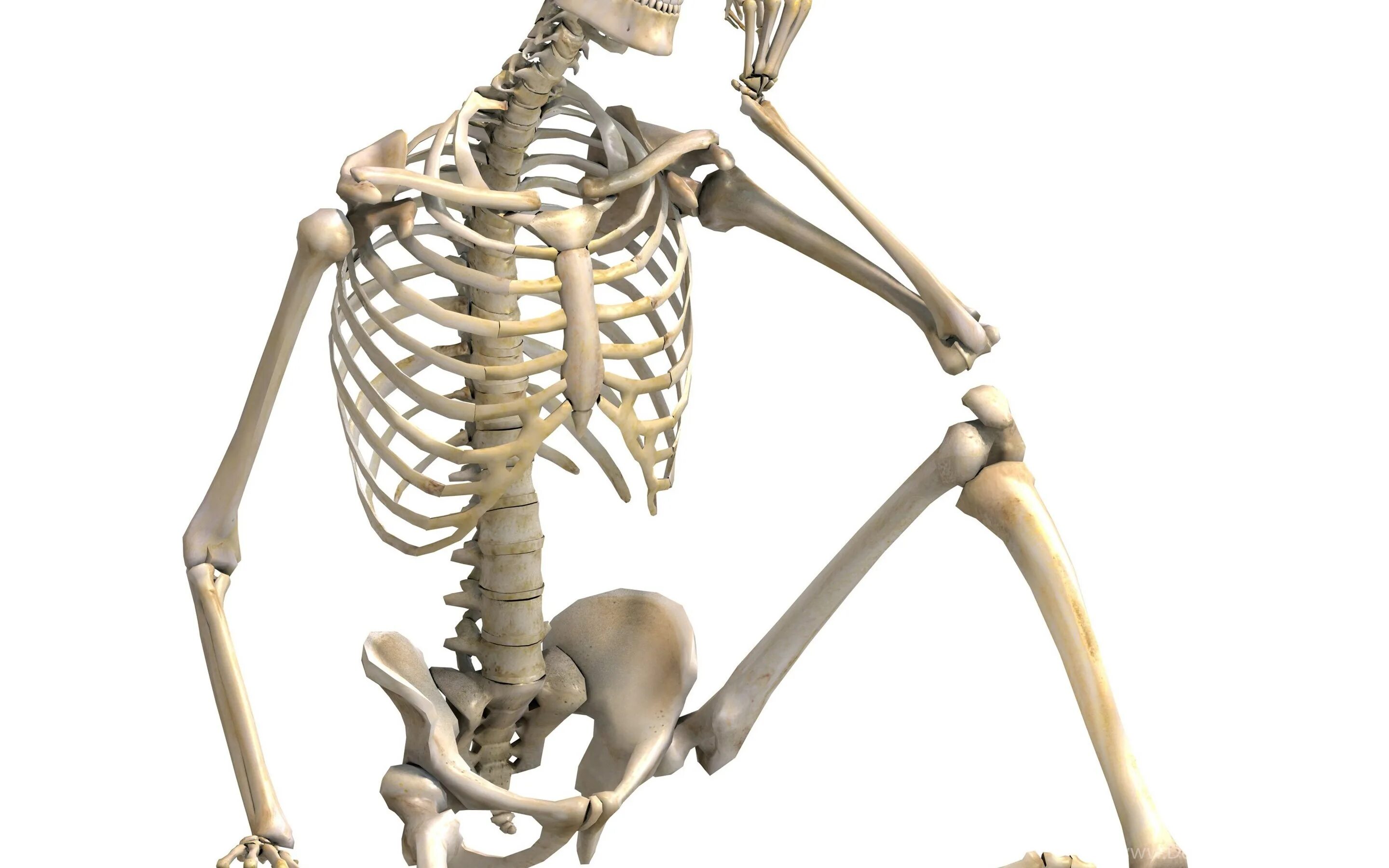 Скелет человека. Кости человека. Кость скелета.