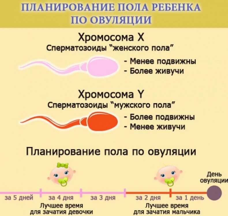 Покажи как забеременеть. Пол ребенка по эовуляции. Зачатия пола ребенка по овуляции. Зачатие мальчика по овуляции. Зачатие по полу ребенка по овуляции.