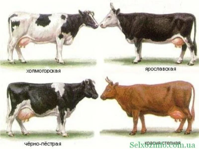 Какая есть корова. Кахетинская порода коров. Породы КРС молочного направления. Породы коров молочного направления молочного направления. Коровы молочного направления в России.