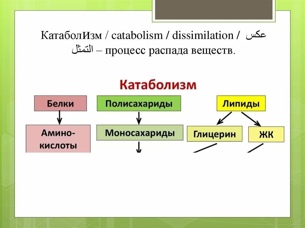 Закон биологического распада. Распад веществ. Процесс распада веществ. Распад веществ катаболизм. Реакции распада веществ.