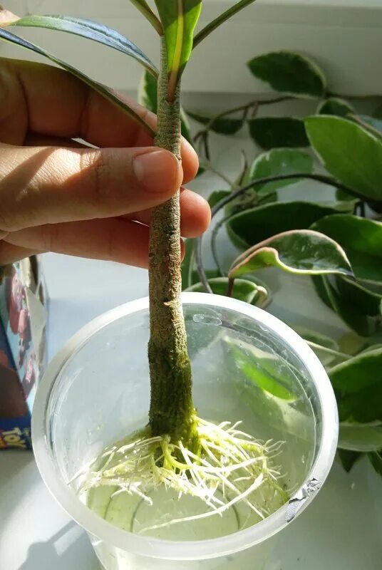 Укоренение черенков растений. Черенки глицинии. Проращивать черенки пеларгонии. Лапчатка размножение черенками. Рускус израильский размножение.