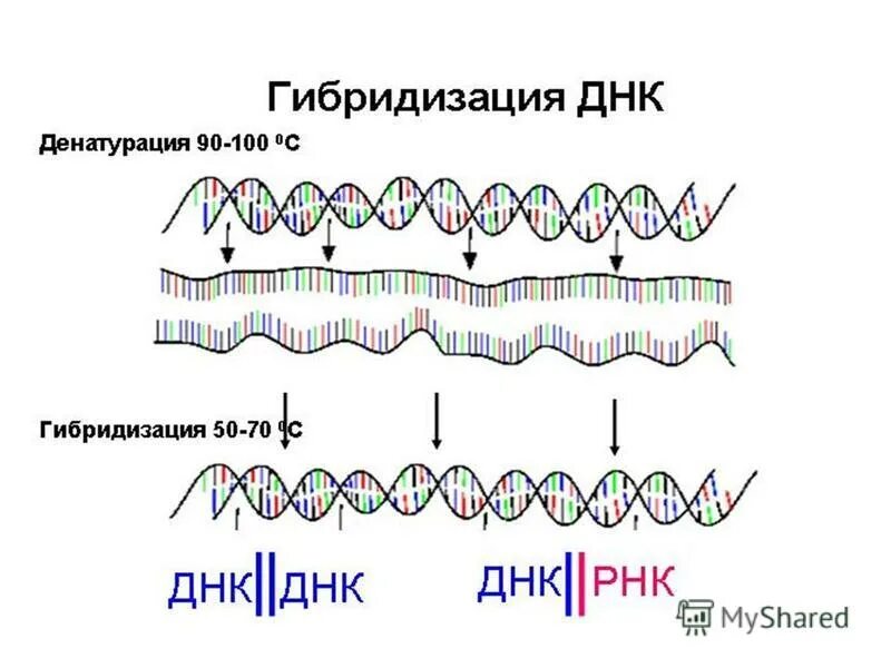 Днк зонд. Схема метода молекулярной гибридизации. Метод ДНК-ДНК гибридизации. Метод молекулярной гибридизации схема зонды. Метод гибридизации ДНК.