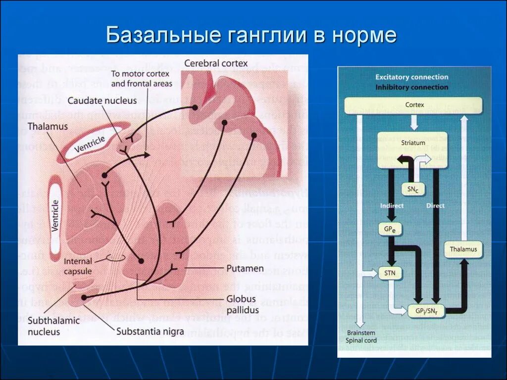 Базальные ганглии мозга. Базальные ганглии функции. Функции базальных ганглиев. Подкорковые ганглии физиология. Схема расположения базальных ганглиев.