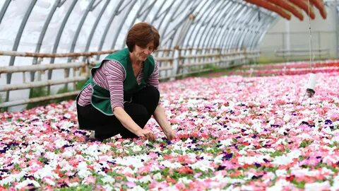 Flower growing