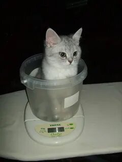 Котенок весит 2 кг