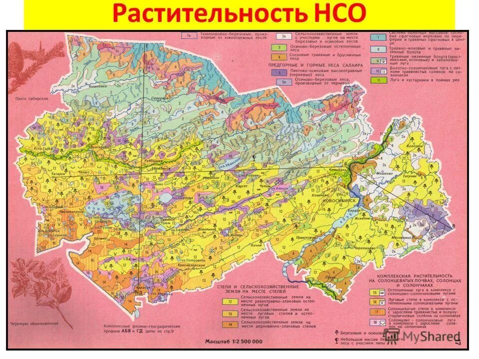 В какой природной зоне находится новосибирская. Карта растительности Новосибирской области. Карта лесов Новосибирской области. Карта лесов Новосибирской области подробная карта. Карта природных зон Новосибирской области.