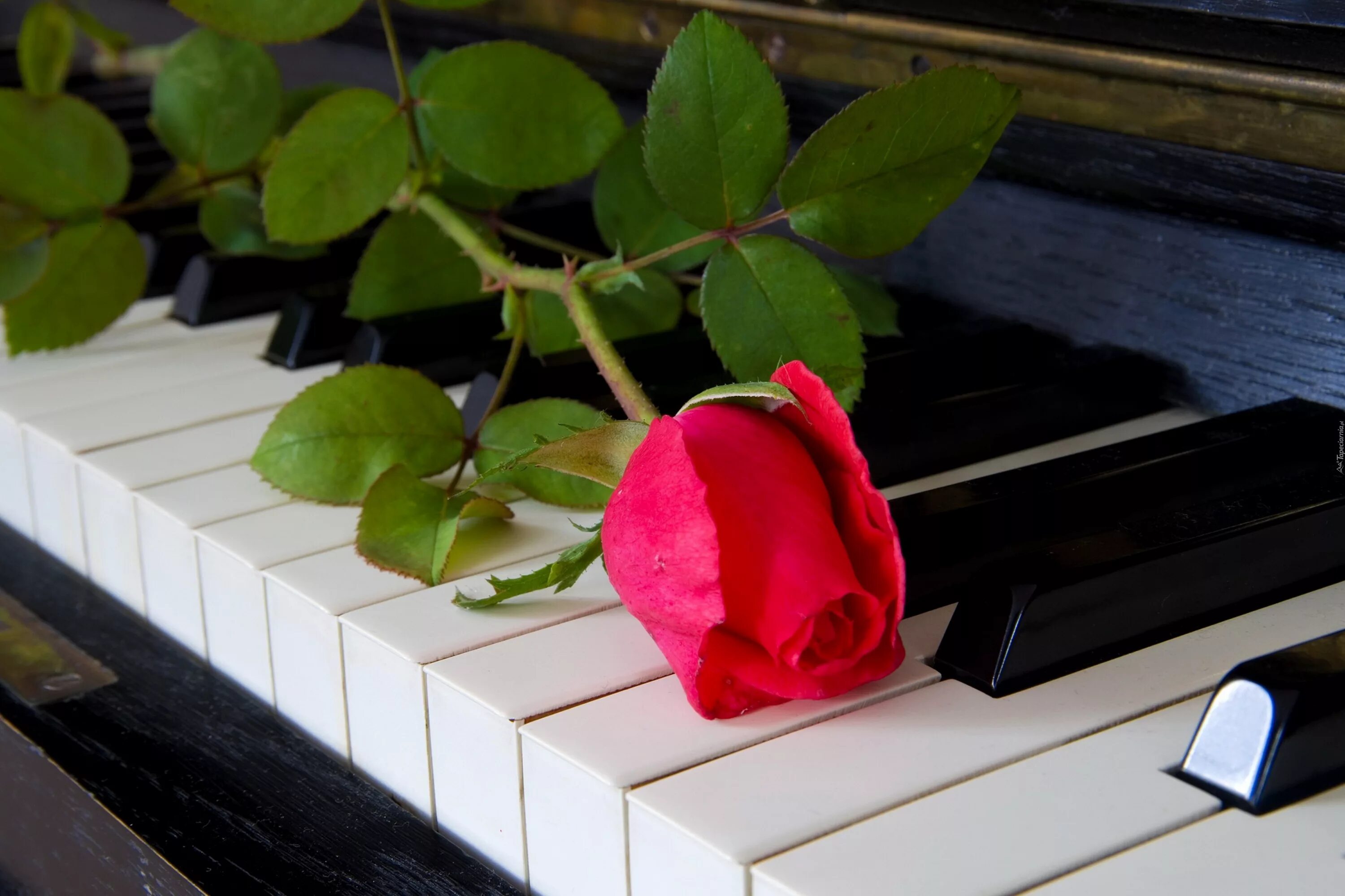 Безумно красивая мелодия. Цветы на рояле. Цветы на пианино. Пианино с цветами.