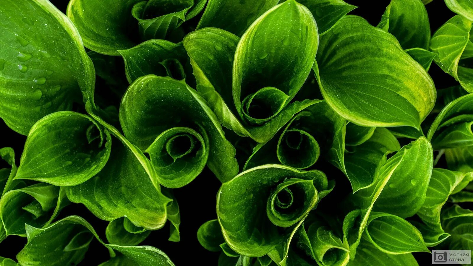 Осенние листья на траве. На зелени листьев. На зелени листьев. Красивые листья. Базилик лучано.