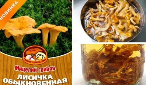 Можно ли мыть лисички
