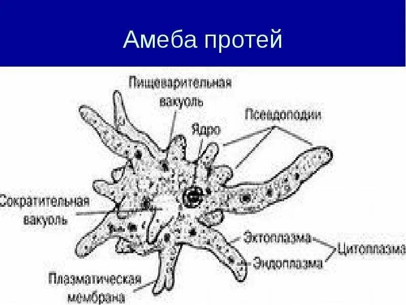 Амеба протей форма. Строение амебы протей. питание амебы протей. амеба протей анаэроб. амеба гребенчатая строение.