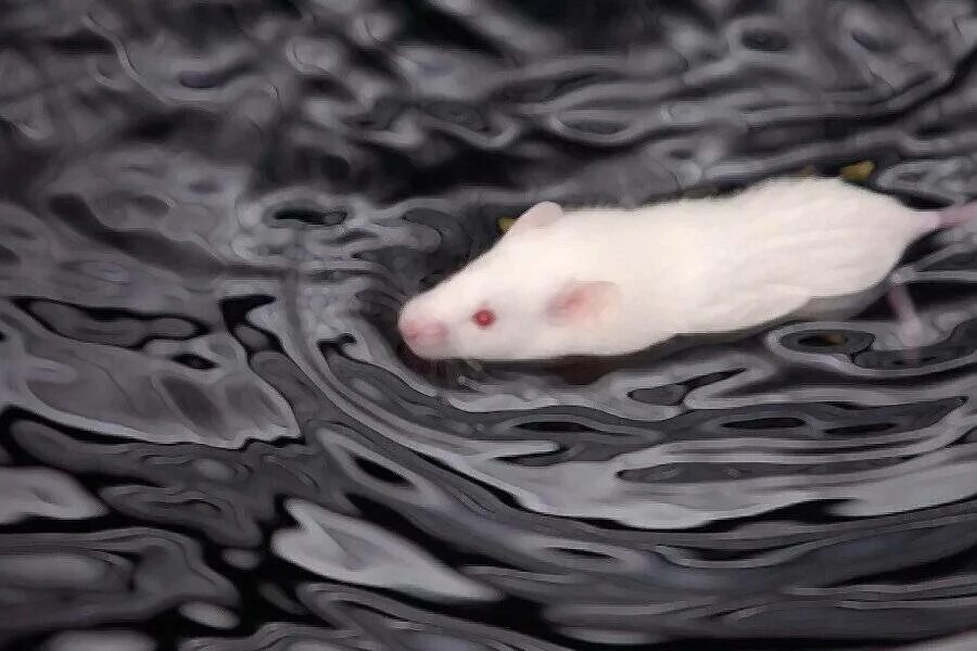 Крыса плавает. Мышь плавает. Водяная мышь. Крыса плывет.