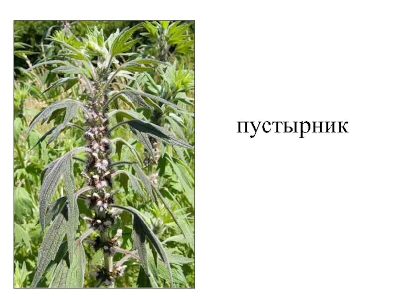 Пустырник пятилопастный латынь. Пустырник пятилопастный (leonurus quinquelobatus). пустырник сердечный и пятилопастный. пустырник сердечный (leonurus cardiaca). пустырник сердечный и пятилопастный отличия.