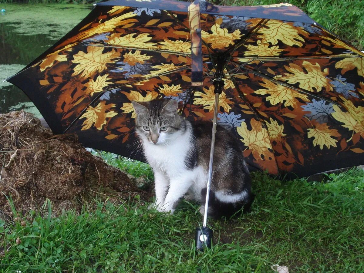 Зонт с котом. Кот с зонтиком. Котик под зонтиком. Зонт с котами. Котики зонтики