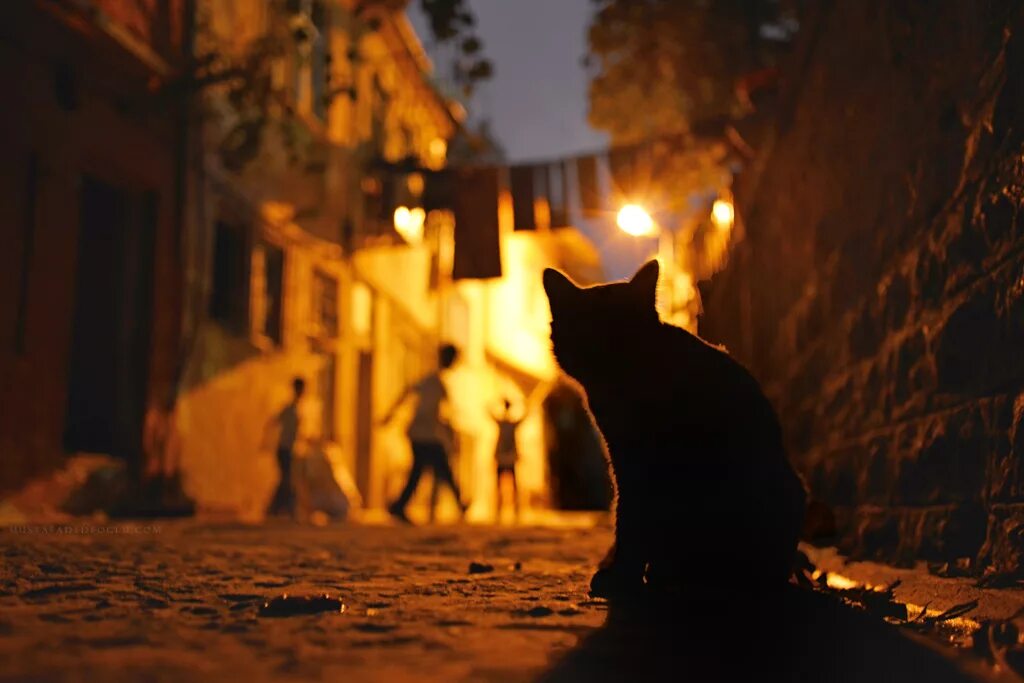 Кошка ночью. Черный кот ночью на улице. Чёрная кошка в ночном городе. Черная кошка ночью.