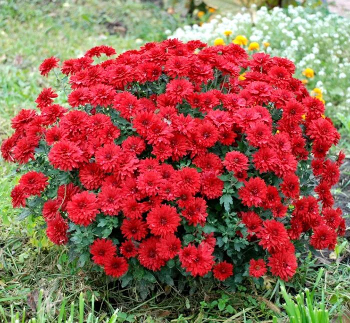 Хризантема мультифлора санбим ред. Хризантема мультифлора ред. Хризантема мультифлора красная. Хризантема мультифлора алиса. Хризантема мультифлора жаклин коралл.