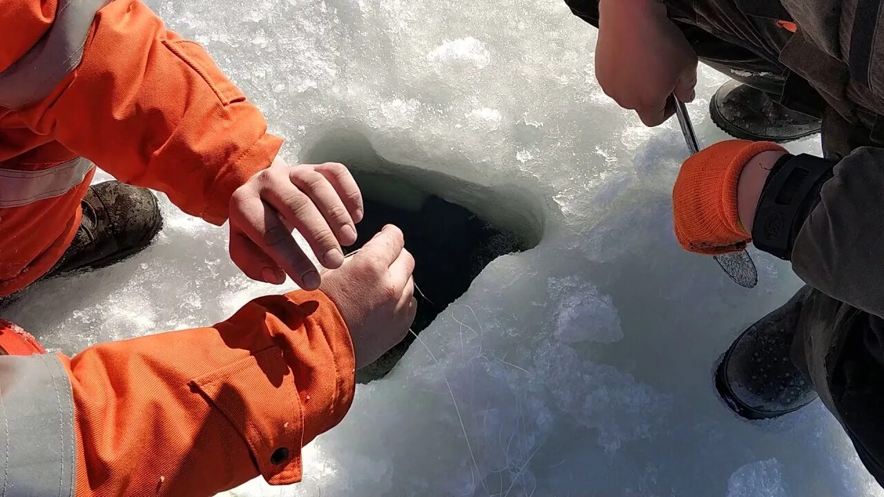 Краб зимой. Охотское море подо льдом. Краб зимний для ловли со льда. Ловля Камчатского краба со льда.